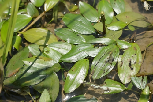 Potamogeton distinctus iNat (2)