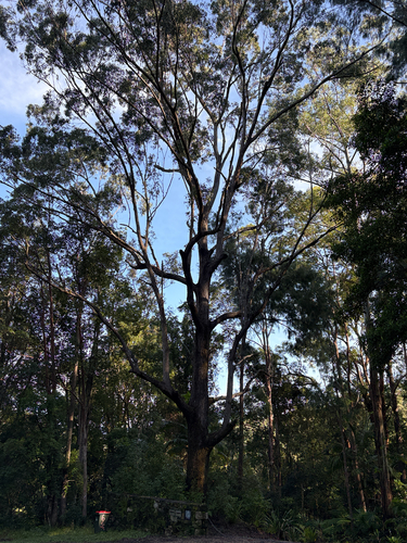 Eucalyptus pilularis, photograph 6