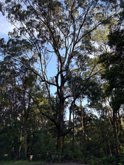 Eucalyptus pilularis, photograph (c) Bryce Watts-Parker, some rights reserved (CC BY)