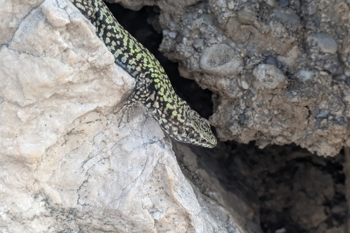 Common Wall Lizard