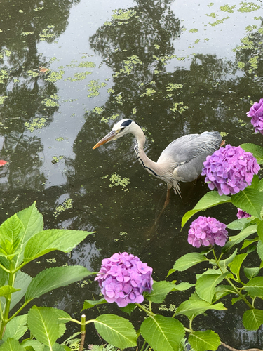 Grey Heron