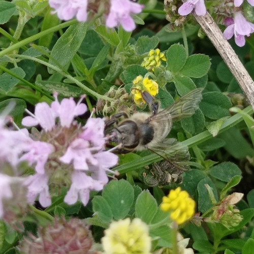 Western Honey Bee
