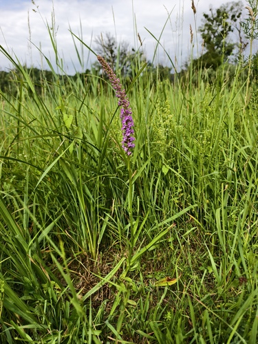Marsh Fragrant-orchid