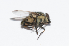 Stomorhina discolor