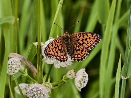 Lesser Marbled Fritillary