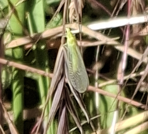 Chrysoperla carnea
