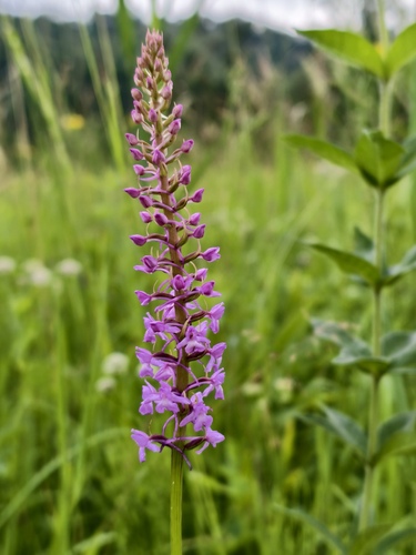 Fragrant Orchid