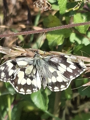 Marbled White