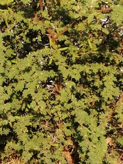 Vachellia schaffneri