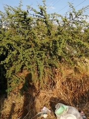 Vachellia schaffneri