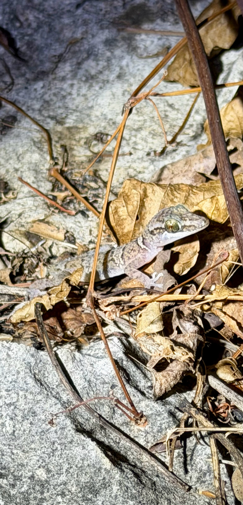 Mahajanga Leaf-toed Gecko