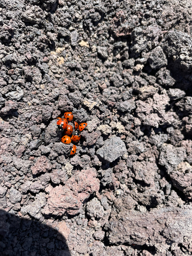 Algerian Seven-spotted Lady Beetle