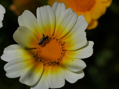 Calliopsis