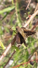 Lon melane vitellina