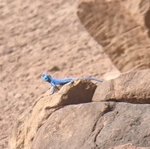 Sinai Agama