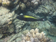 Cetoscarus bicolor