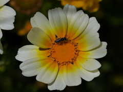 Calliopsis