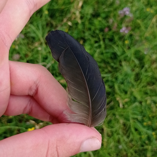 Eurasian Jay