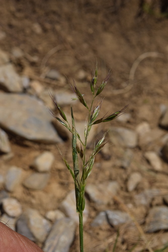Trisetum alpestre, 2026-06-17