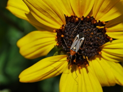 Closterocoris amoenus