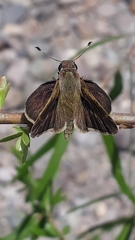 Lon melane vitellina