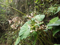 Begonia breedlovei