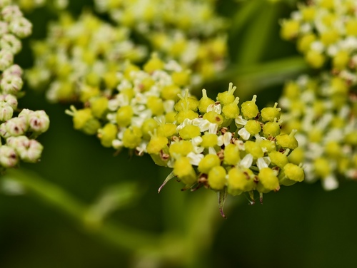 Pepper-saxifrage