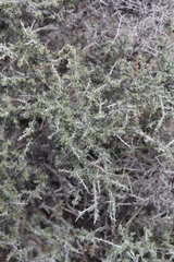 Condalia ericoides