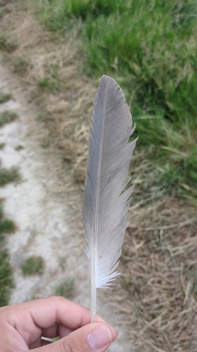 Plume de Bihoreau gris