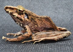 Pristimantis lanthanites