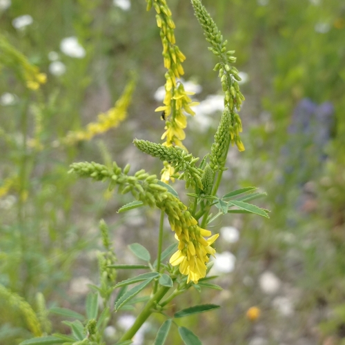 Yellow Sweetclover