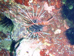 Pterois radiata