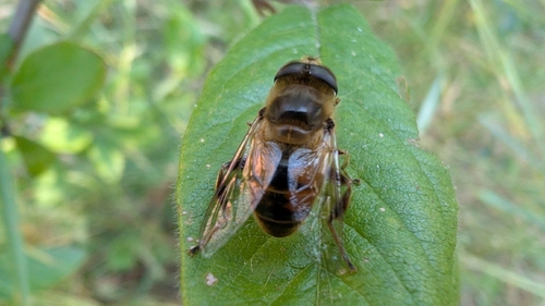 Common Drone Fly