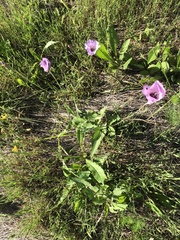 Calochortus splendens