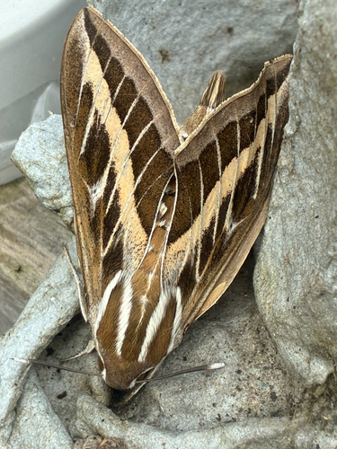 Striped Hawkmoth