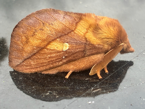 Drinker Moth