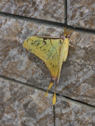 South China Moon Moth