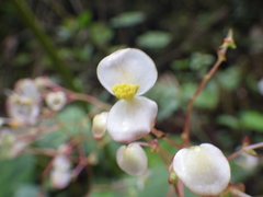 Begonia breedlovei