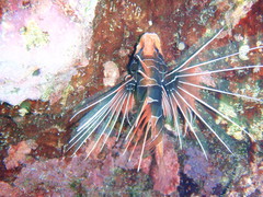 Pterois radiata