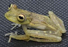 Boana nympha