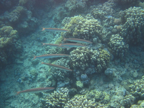 Sphyraena flavicauda