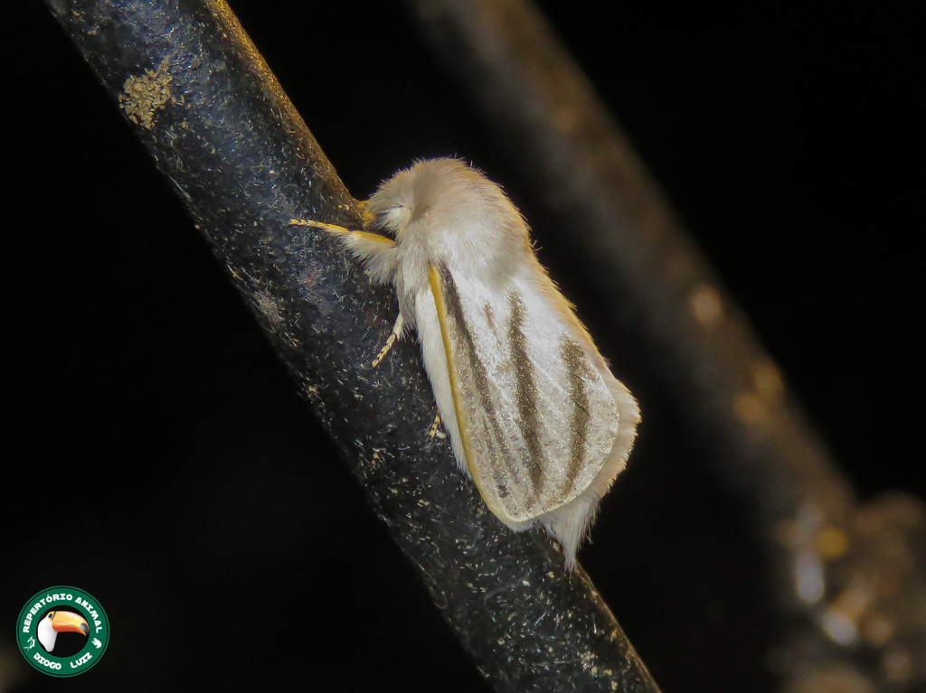Beralade bistrigata
