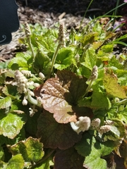Heuchera
