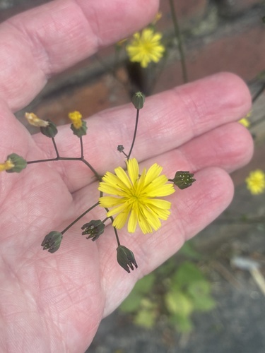 nipplewort