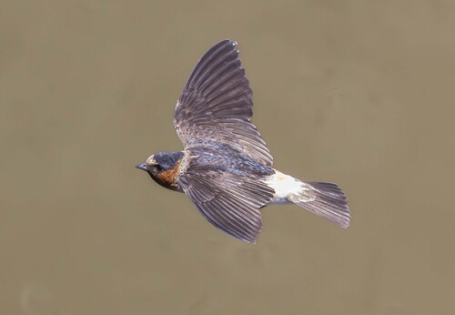 Golondrina risquera (Petrochelidon pyrrhonota)