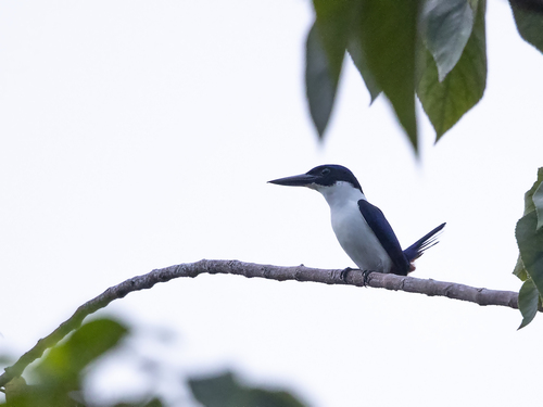 Todiramphus leucopygius observed 2018-07-13