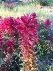 Pedicularis densiflora densiflora