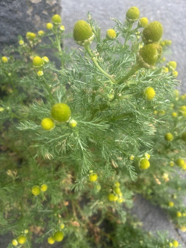 pineapple-weed
