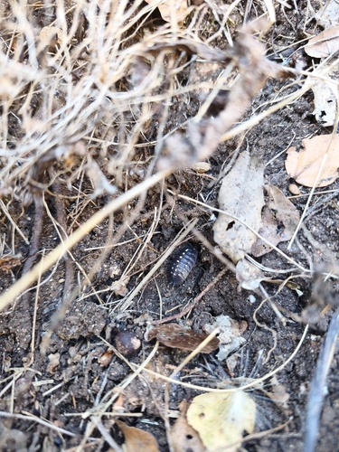 Porcellio messenicus