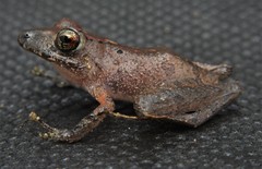 Pristimantis luscombei